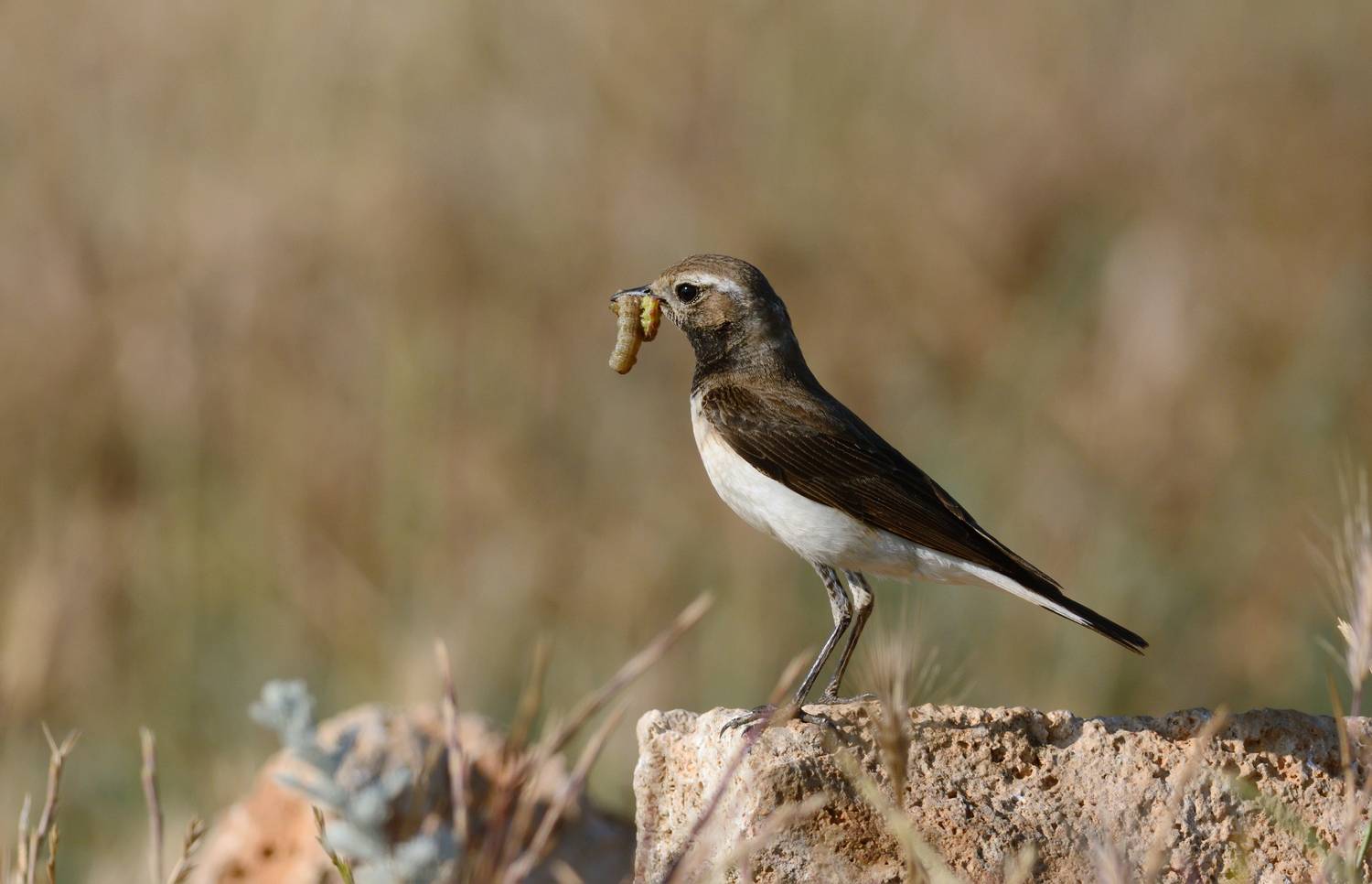 Испанская каменка в делах. Автор: Сергей Шкарупо , Сергей Шкарупо