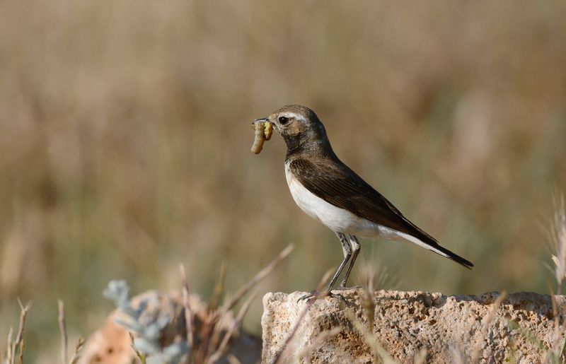 Испанская каменка в делахphoto preview