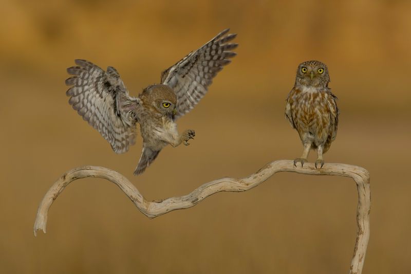 Little owls  фото превью