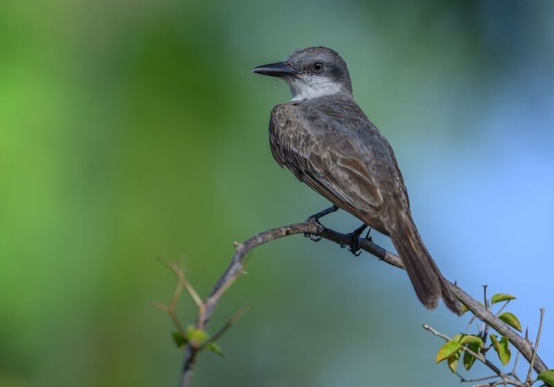 Gray Kingbird (Tyrannus dominicensis)photo preview