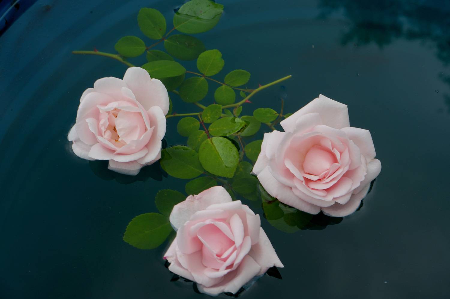 , Хохлова (Ермохина) Наталья