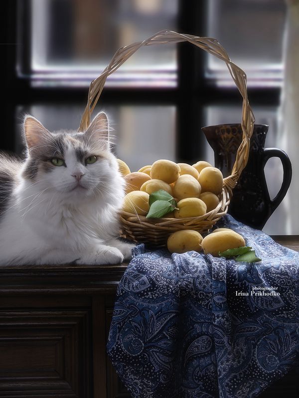 животные, кошки, домашние питомцы, фрукты, абрикосы Кошка с абрикосамиphoto preview