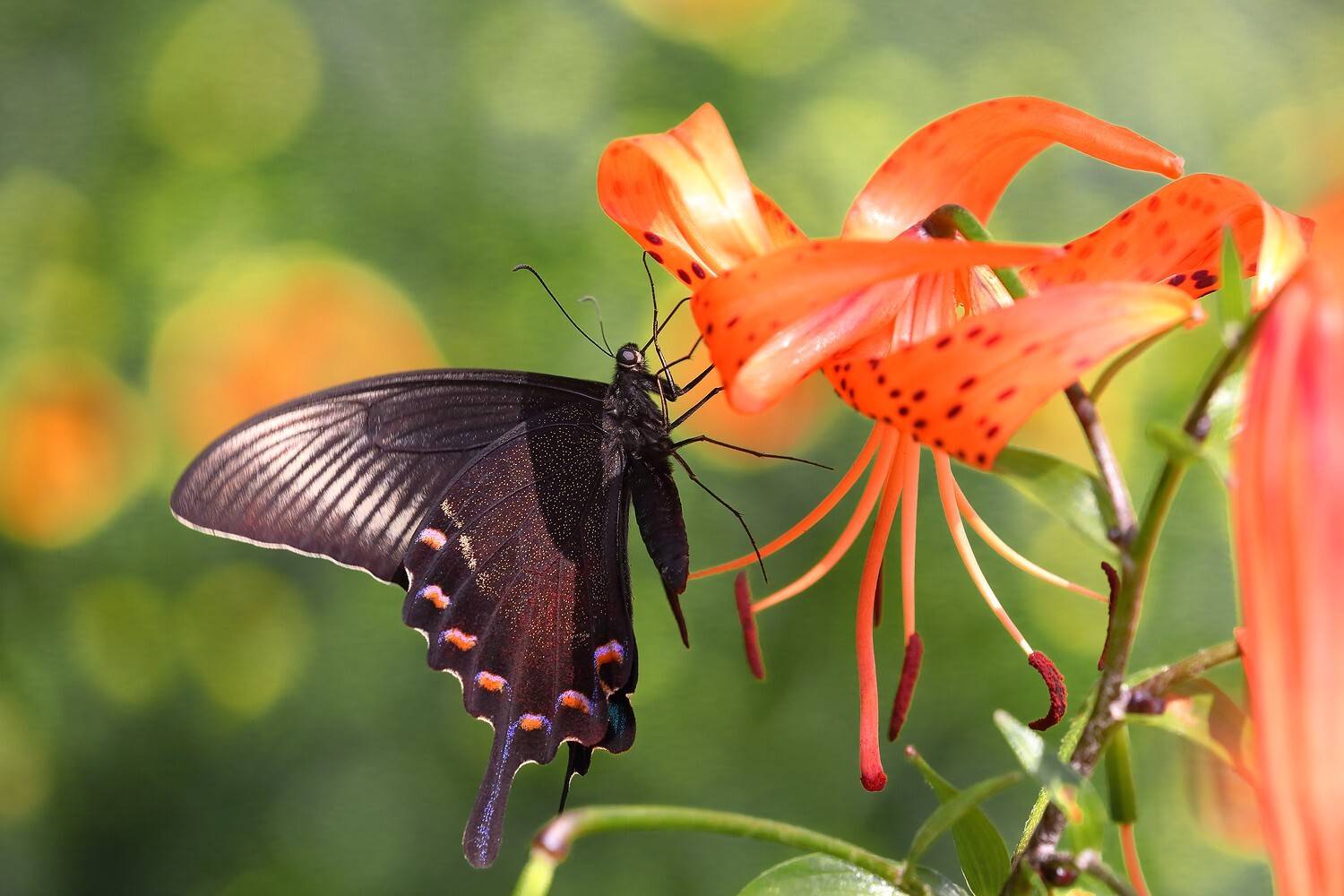 парусник маака лилия, Евгений Слободской