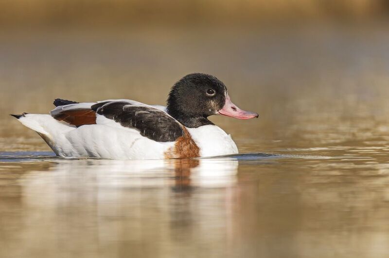 пеганка, утра, птицы Пеганкаphoto preview