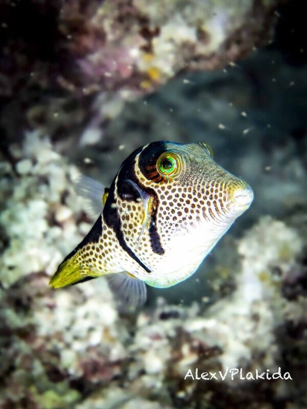 Sweet and Sour namephoto preview