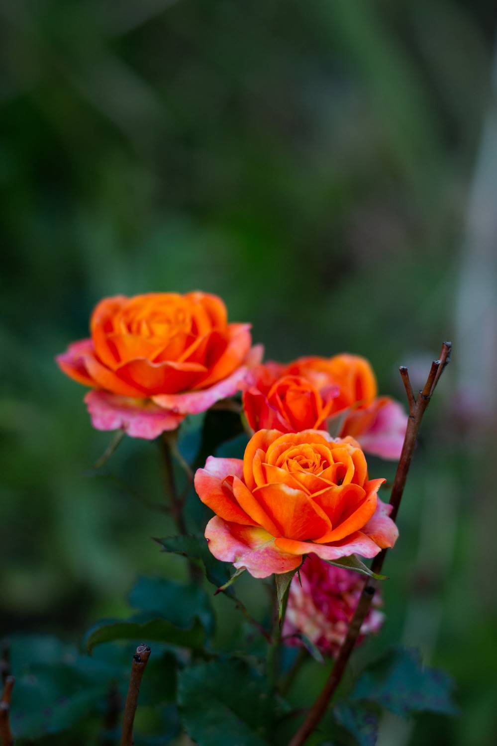 Оранжевые розы. Автор: Александр , Александр