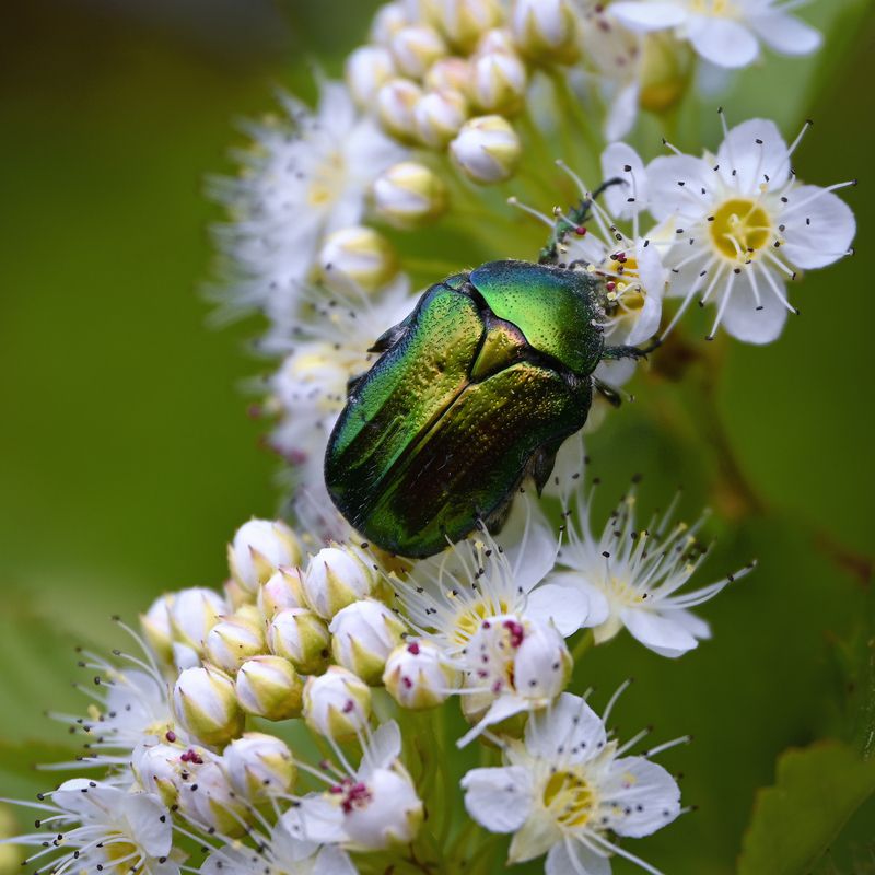Блестящий кавалер в зеленом и желтом залах ее величества Природыphoto preview