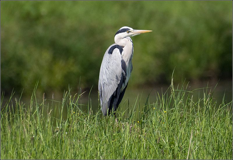 москва, июнь, парк,  серая цапля, птица *photo preview