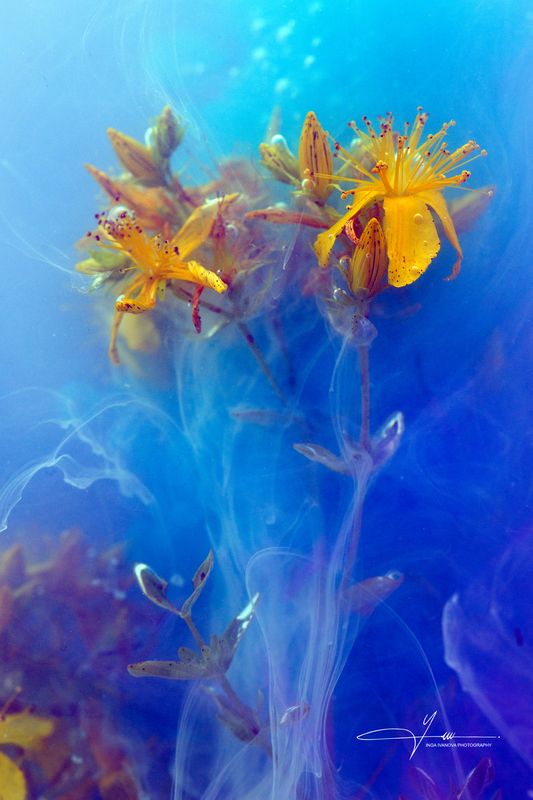 Hypericum perforatum in the mistphoto preview