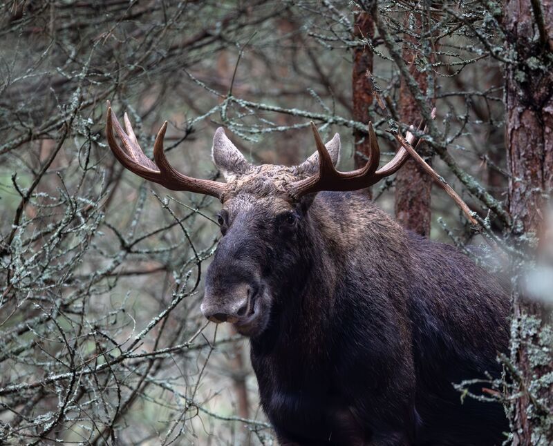 Полупортрет лося ) photo preview