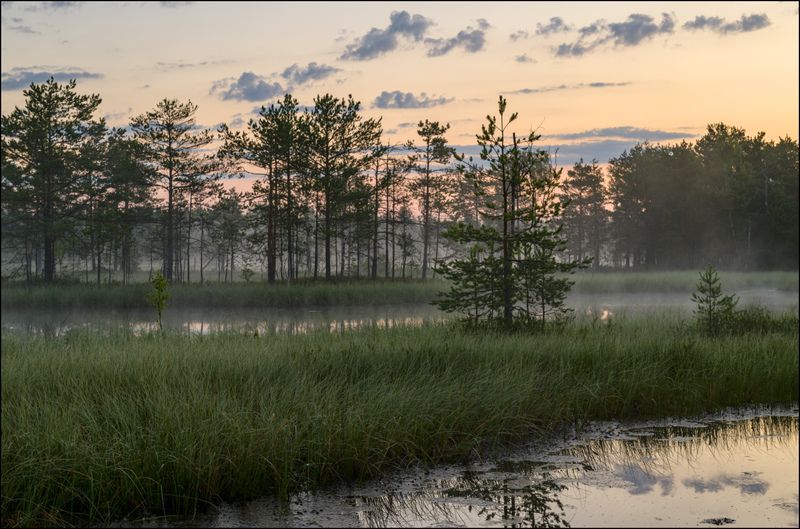 Июньский восход на торфяникахphoto preview