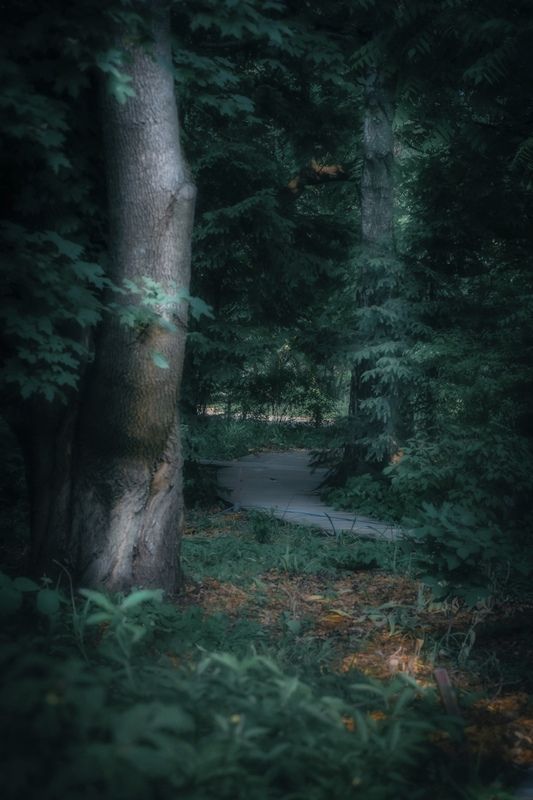 пейзаж, landscape, nature, природа, лето, summer, лес, forest ***photo preview