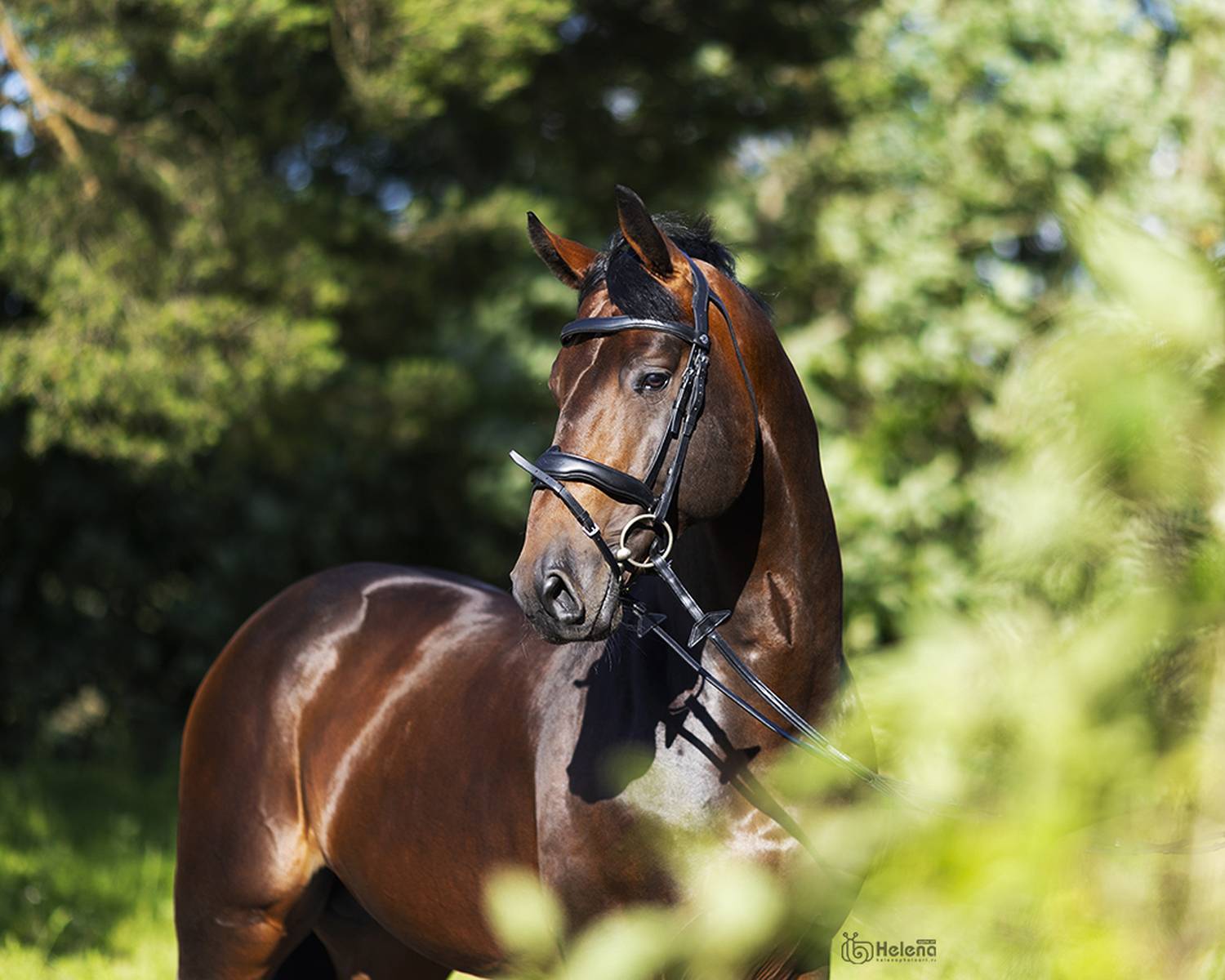 Автор: Helena , Helena