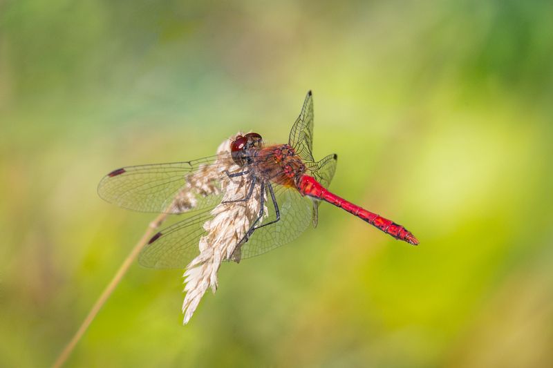 Стрекоза кроваво-красная.photo preview