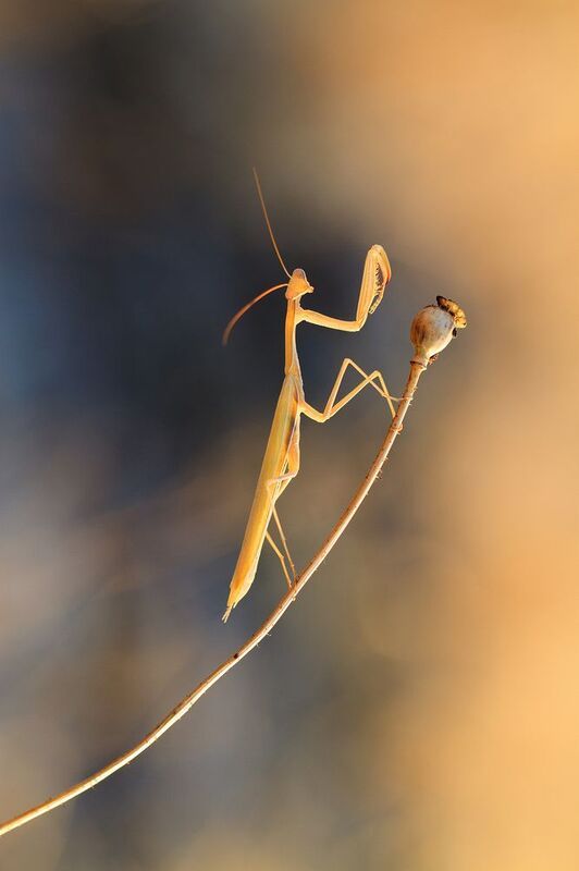 Готов к фотоphoto preview