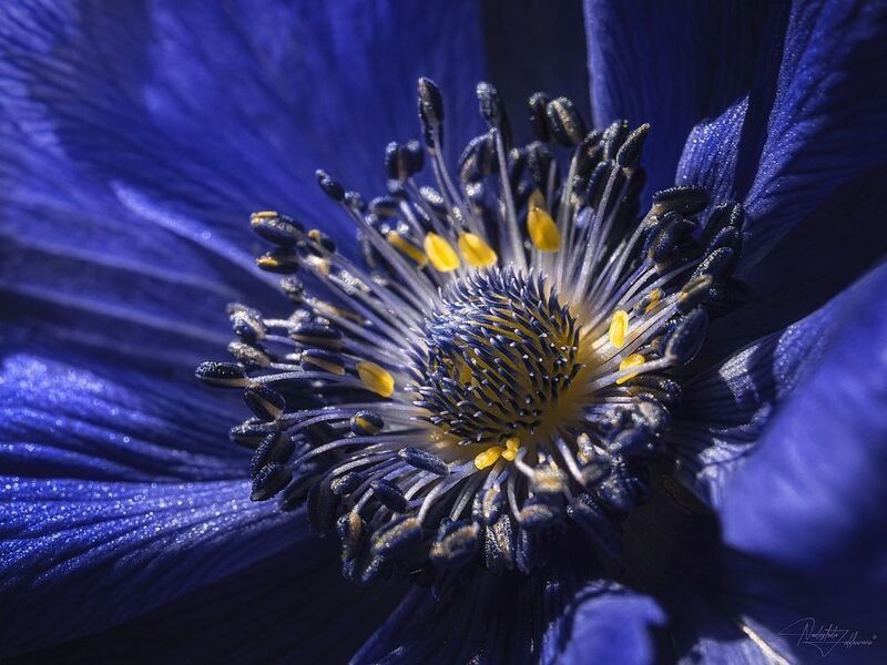 цветы, ветреница, анемона, макро, макро цветы, цветы в деталях, лето, лето 2025 Анемоныphoto preview