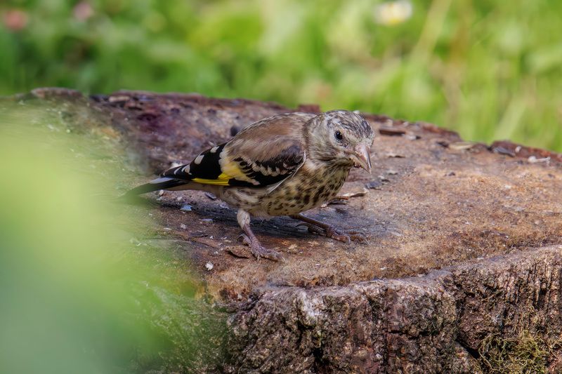 щегол, птенец, молодой щегол Молодой щеголphoto preview