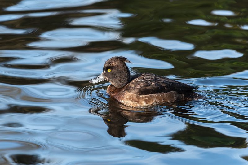 хохлатая чернеть, самка, tufted duck; tufted pochard; aythya fuligula; female Не родись красивой...photo preview