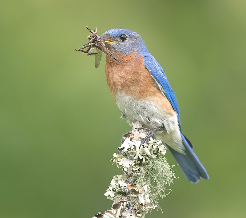восточная сиалия, eastern bluebird, bluebird Eastern Bluebird, male -Восточная сиалия, самецphoto preview
