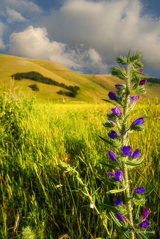 nature umbria italy landscape flowers castellucio di norcia flowering Flowering фото превью
