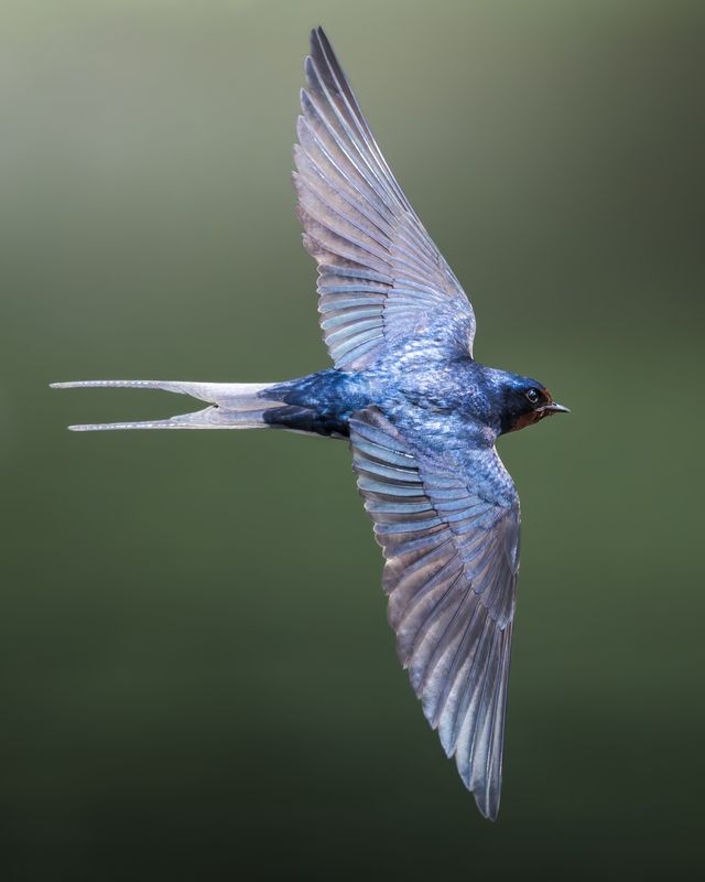 Деревенская ласточка (Hirundo rustica) photo preview