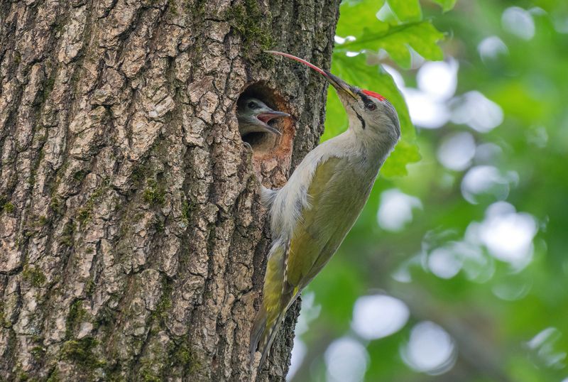 седой, дятел, птицы, птенцы, весна, лето, фотоохота Папа может!photo preview