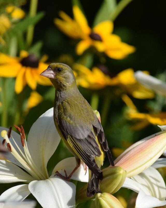 краски летаphoto preview