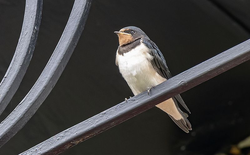 Слёток деревенской  ласточки фото превью