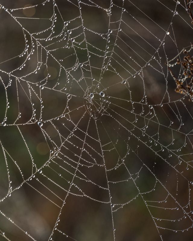 Из добычи лишь росаphoto preview