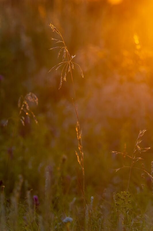 Сквозь свет заката..photo preview