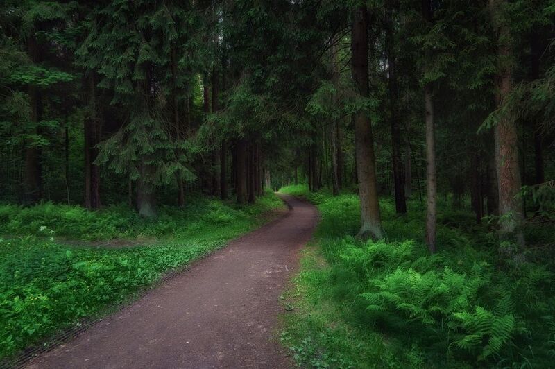 павловский парк Тихо в лесу, лишь слышен писк голодных комаров.photo preview