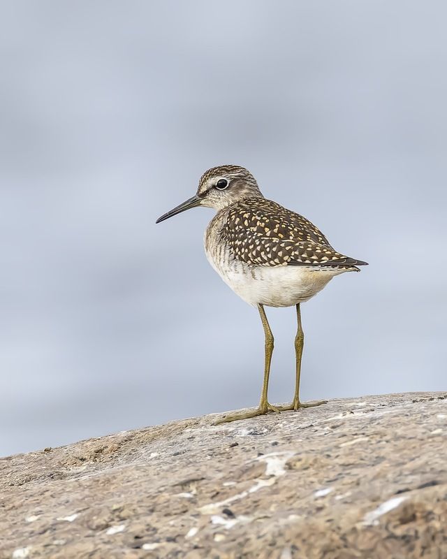 фифи, кулик, птицы Фифиphoto preview