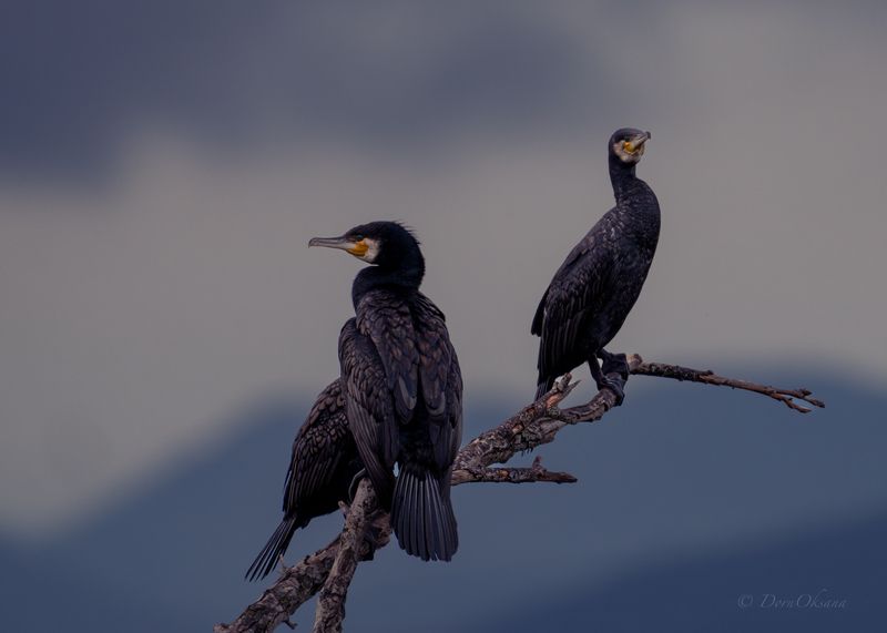 большие бакланы, птицы, дикие животные, cormorants birds Ночной дозорphoto preview