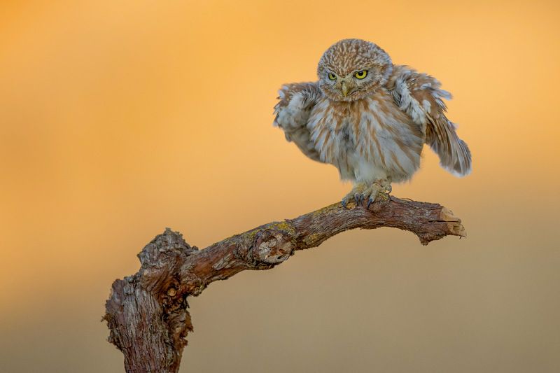 Little owl  фото превью