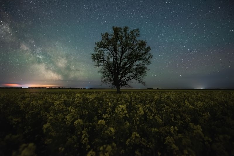 В рапсовом полеphoto preview
