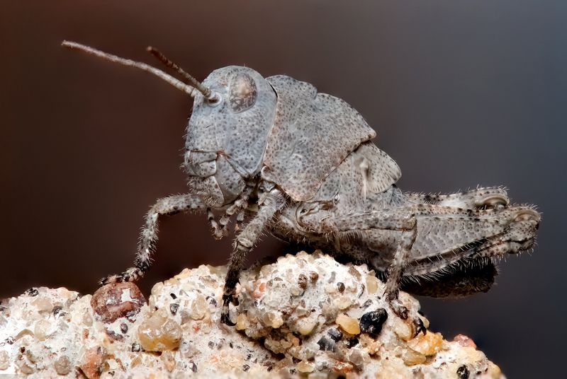 макрофото, макрофотографии, фотомакро, насекомые, макромир, макрофотограф, макроаддикт, макро_мир, naturelovers, naturelover, naturephotography, macrolove, macro_love, biodiversity, macrophotography, macro, macronature, entomology, arthropods, arthropod,  Juvenile Carolina Grasshopper фото превью