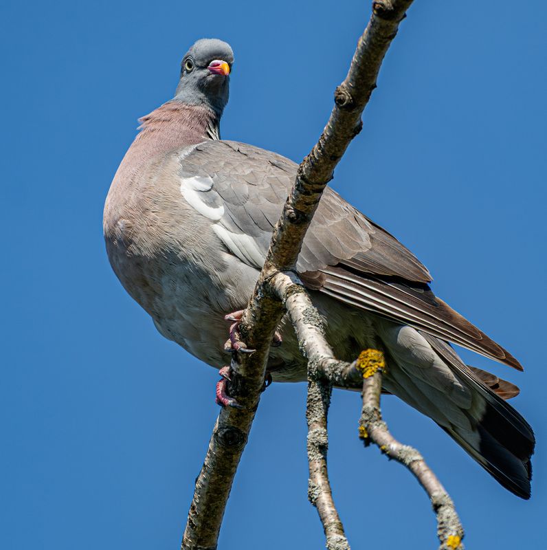 Этюд с вяхирем (витютнем)photo preview