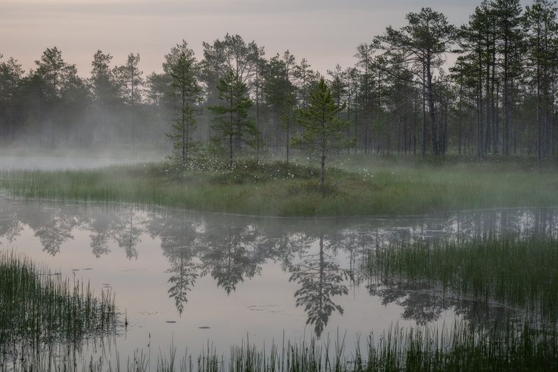 болото, ленинградская область, туман Утро на болотахphoto preview