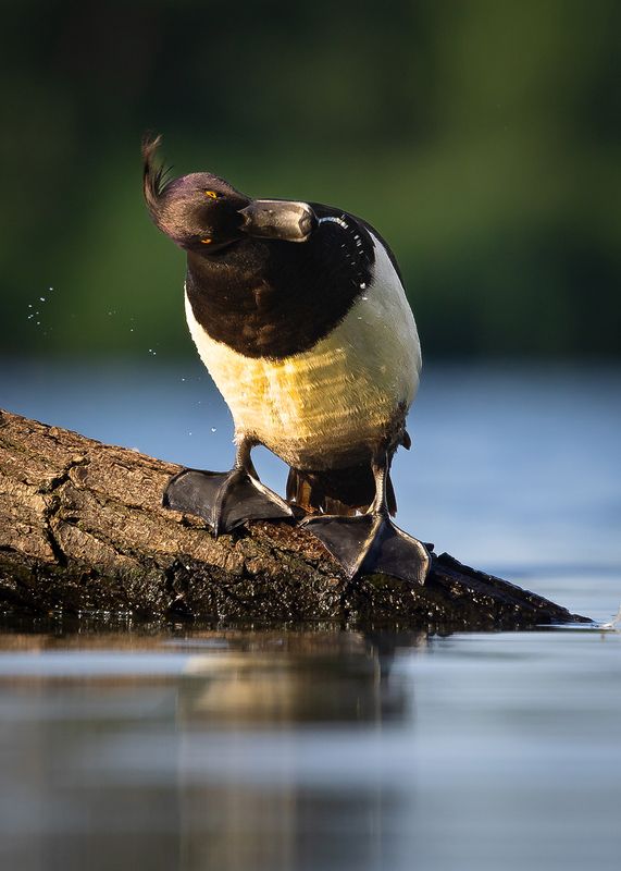Potápka chocholatáphoto preview