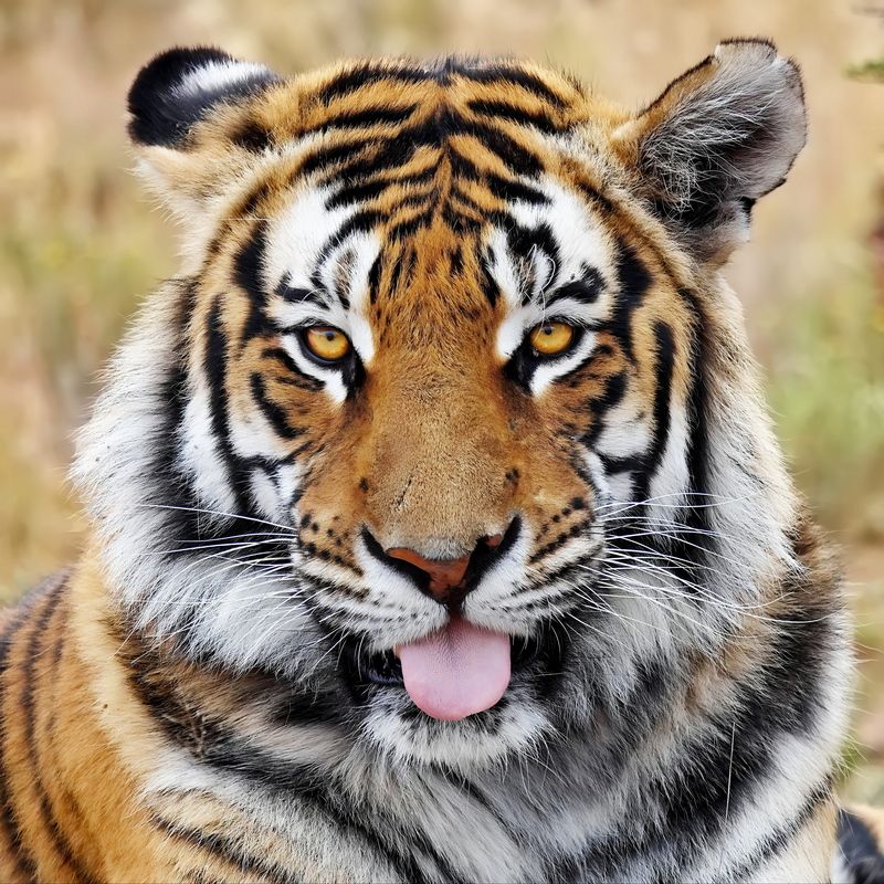 Тигриные истории - 2photo preview