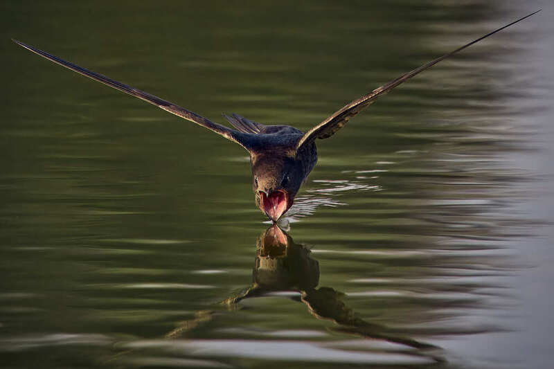 стриж пьет воду на лету птица Мгновение на граниphoto preview