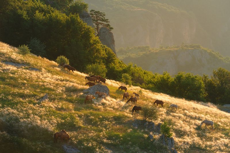 Утро на горном лугуphoto preview