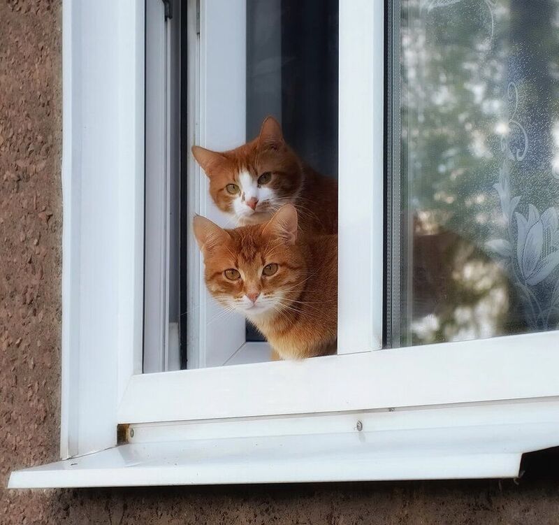 Рыжики....photo preview