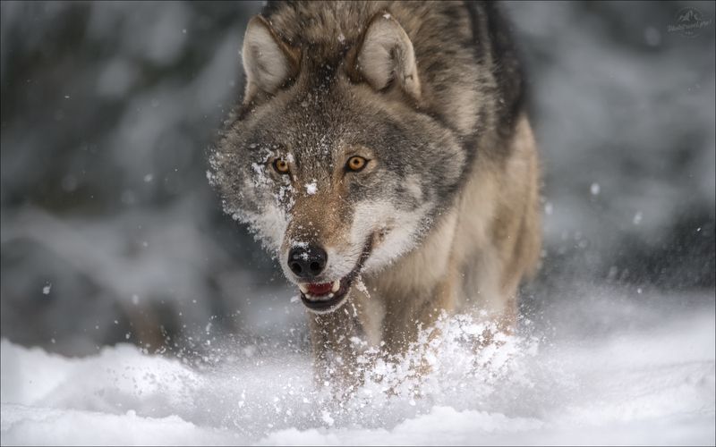 волк, серый волк, европейский волк, фототур в красный бор, красный бор, фотосъемка волков, grey wolf, canis lupus, фототуры 2025 Волчокphoto preview