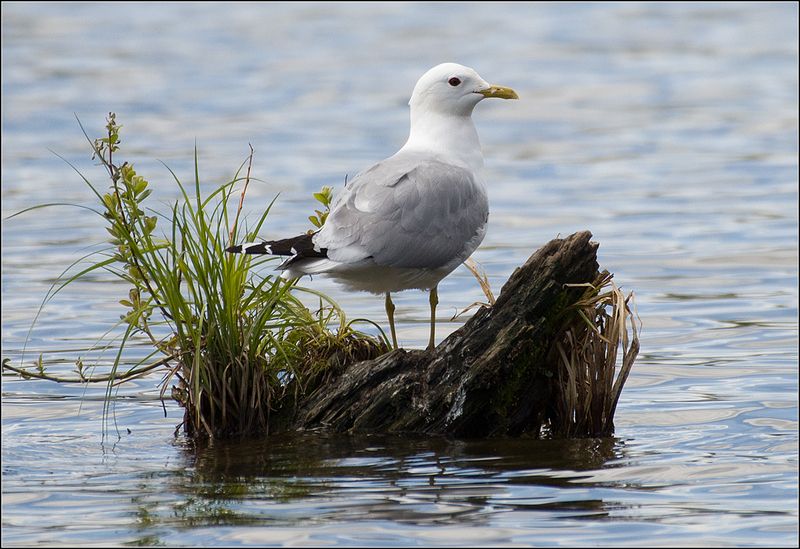 москва, июнь, парк, пруд, птица Сизая чайкаphoto preview