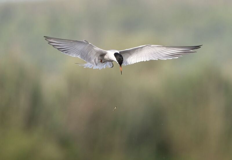 птицы,природа, лето Уронилаphoto preview