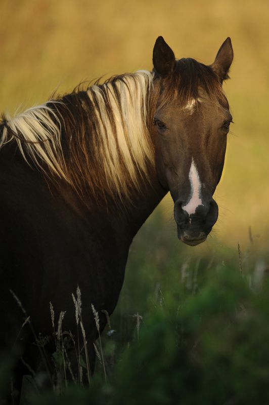 Une fin de journée en Bretagne.photo preview