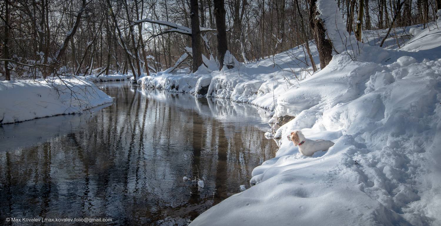 Kuzminki, Moscou, Moscow, Russia, animal, forest, nature, park, plant, snow, tree, winter, Кузьминки, Москва, Пономарка река, Россия, Чурилиха река, дерево, животное, зима, лес, парк, природа, растение, снег, собака, спаниель, Ковалёв Максим
