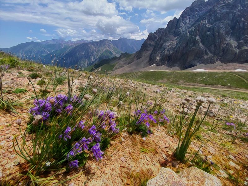 Цветы Тянь-Шаня.photo preview