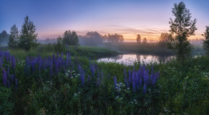 Люпиновые сумеркиphoto preview